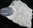 Eldredgeops Trilobite - Silica Shale #9226-3